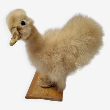 Duckling chick, taxidermy from 1980