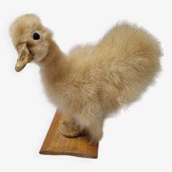 Poussin caneton, taxidermie de 1980