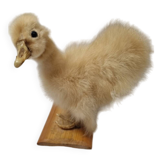 Duckling chick, taxidermy from 1980