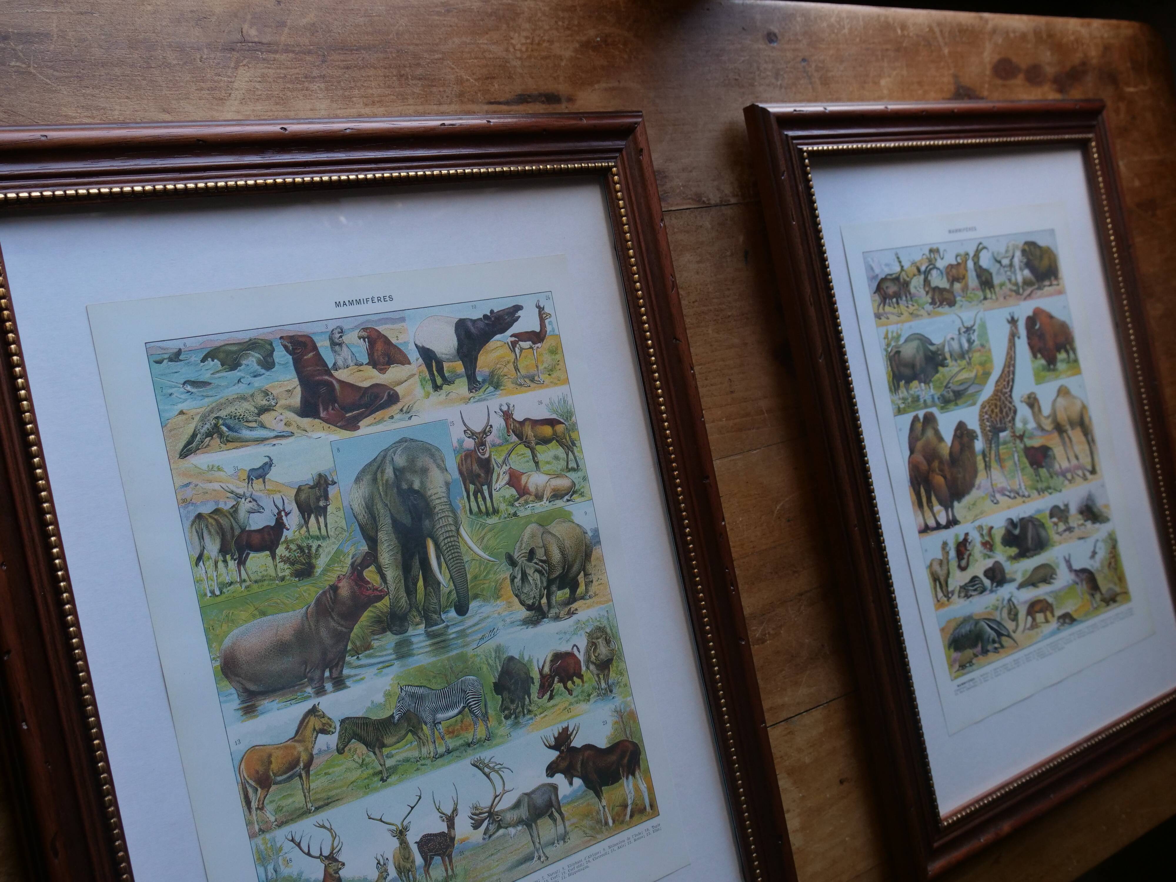 Original lithograph of vegetables and vegetable plants