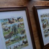 Original lithograph of vegetables and vegetable plants