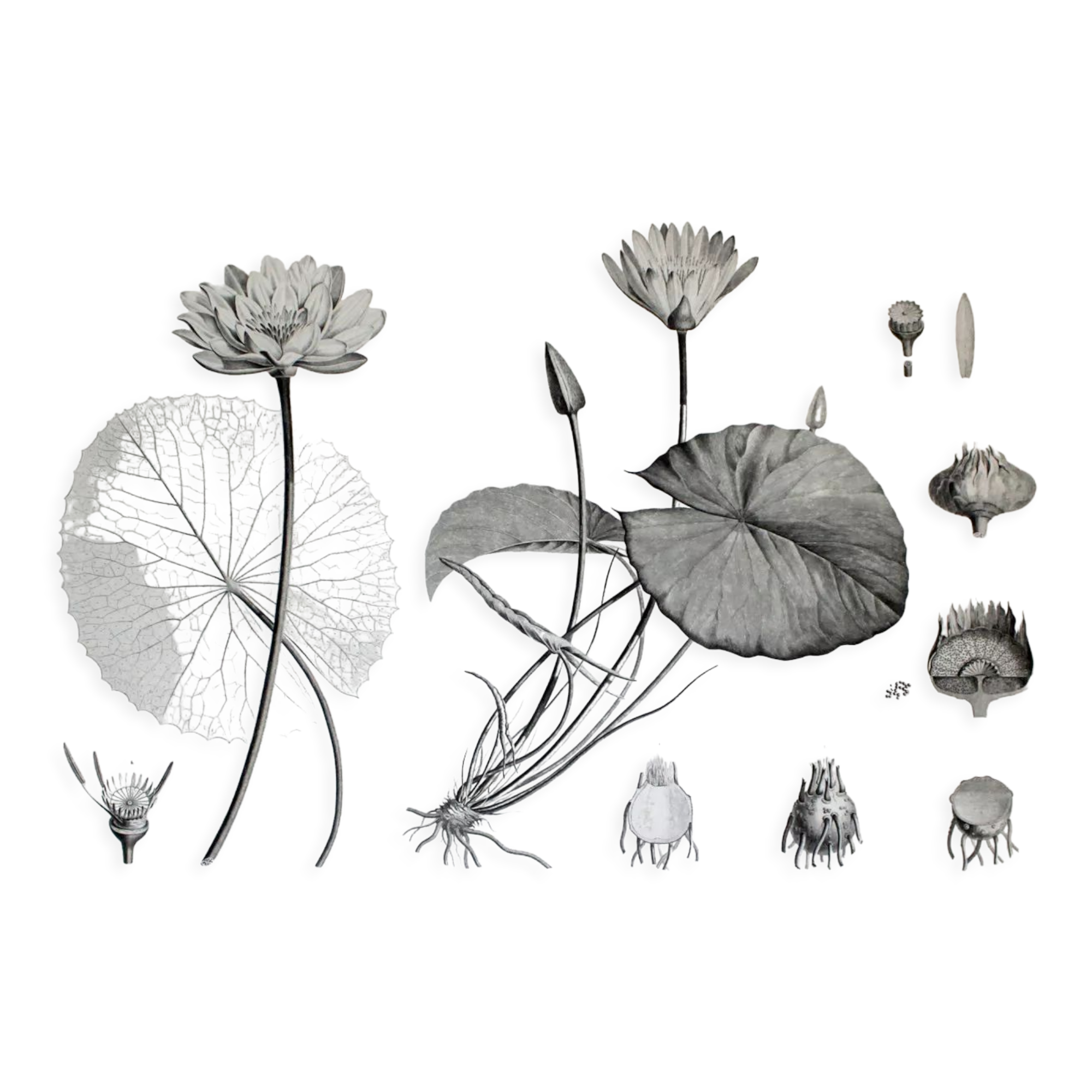Gravure fleur - planche original de la "chalcographie du louvre" 1800 - lotus nymphæa