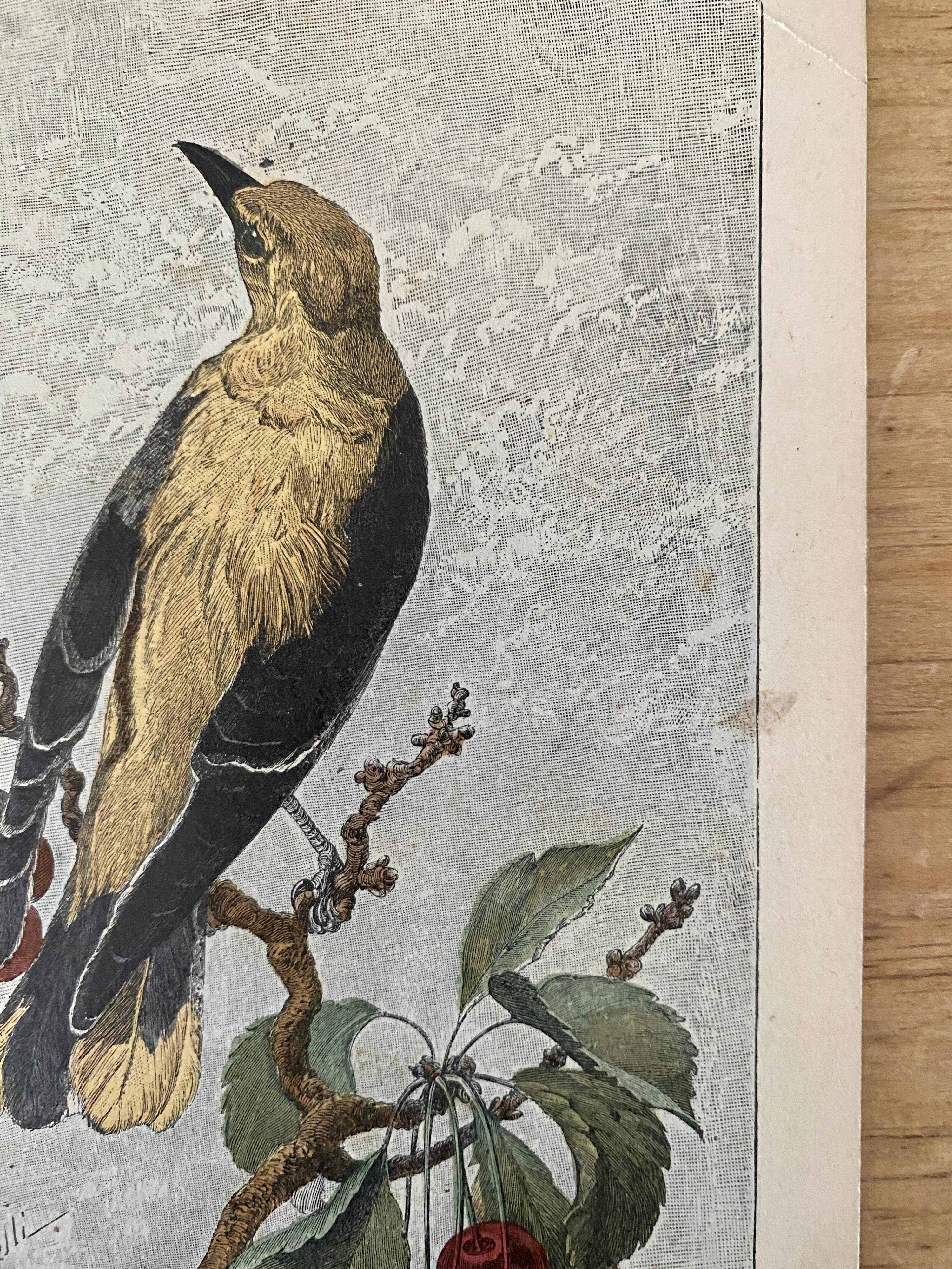 ancienne gravure d'oiseau - giacomelli et huyot - le loriot -