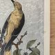 ancienne gravure d'oiseau - giacomelli et huyot - le loriot -