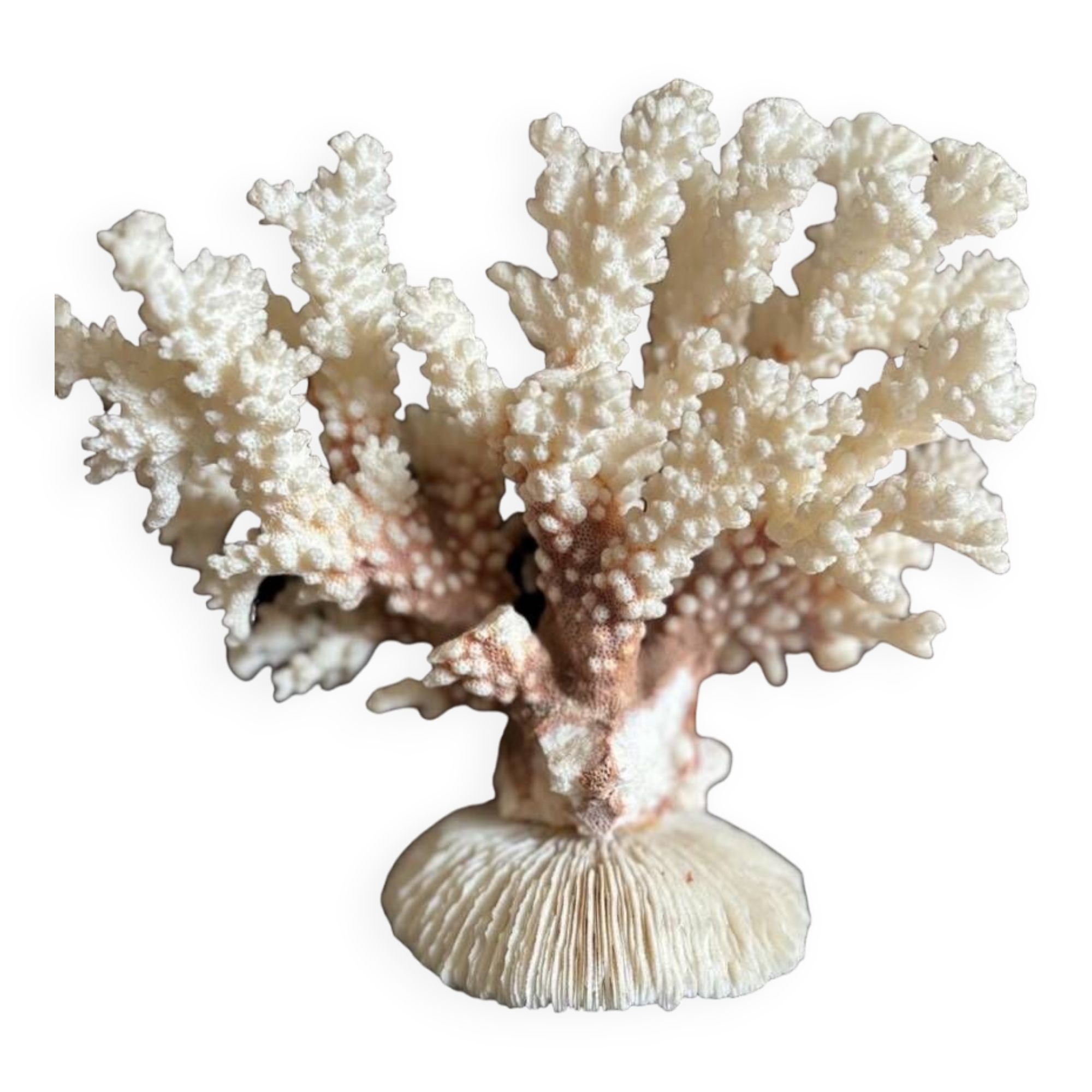 Ancient white coral