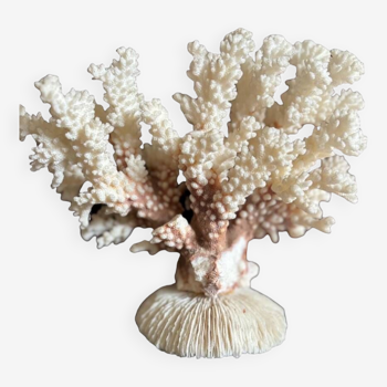 Ancien corail blanc
