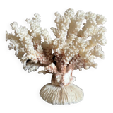 Ancient white coral