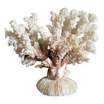 Ancien corail blanc