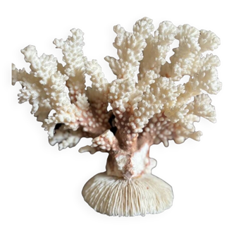 Ancient white coral