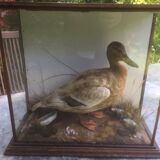 Taxidermy duck. Victorian showcase