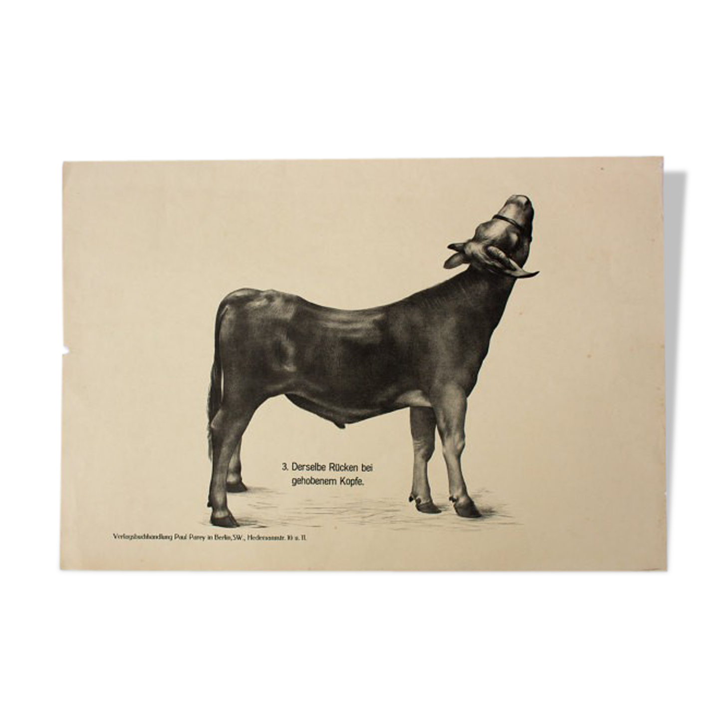 'Anatomy of cows' poster 1901