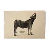 'Anatomy of cows' poster 1901