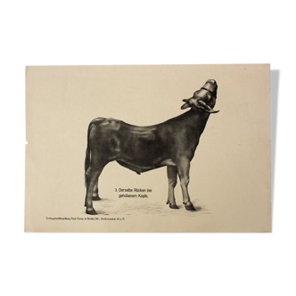 Affiche « Anatomie de vaches » 1901