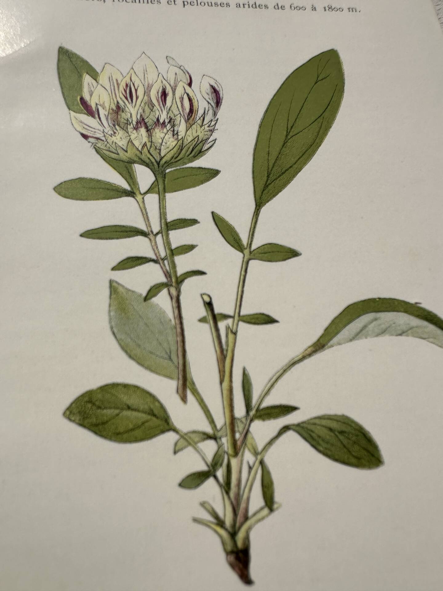 Botanical Plate 1800 Old naturalist engraving 19th century double-sided