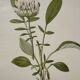 Botanical Plate 1800 Old naturalist engraving 19th century double-sided
