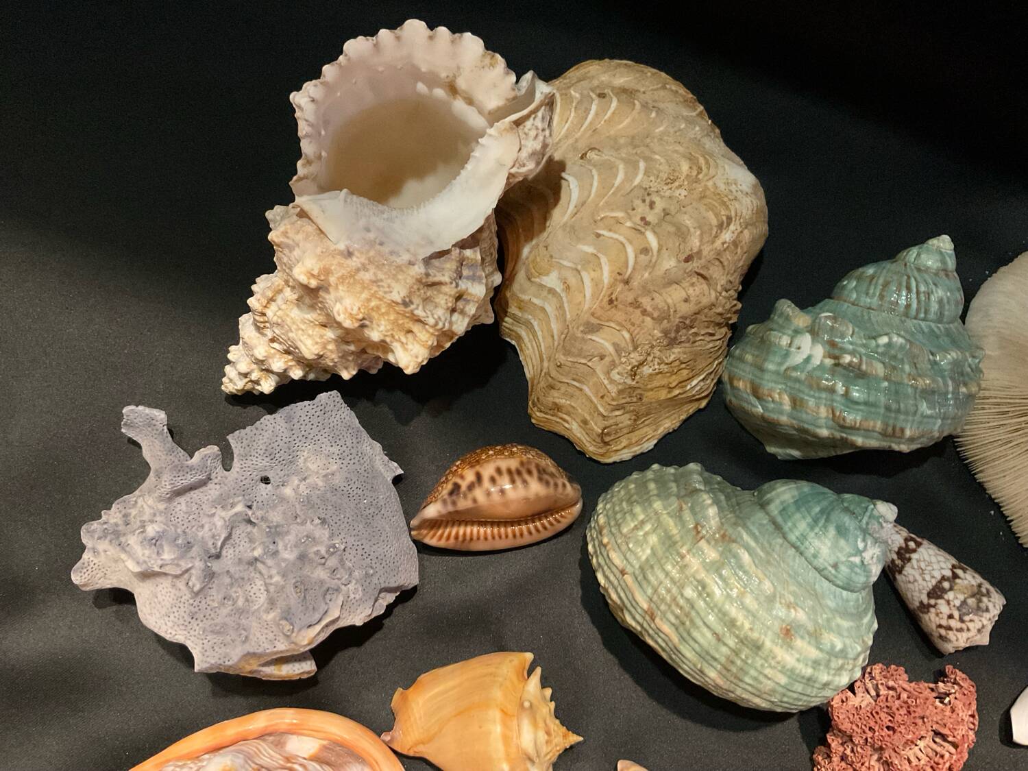 Shell collection