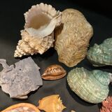 Shell collection