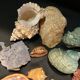Shell collection