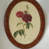 Framed botanical board Vintage rose