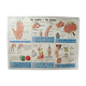 School poster - the hand the skin - the threads the fabrics