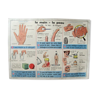 Affiche scolaire - la main la peau - les fils les tissus