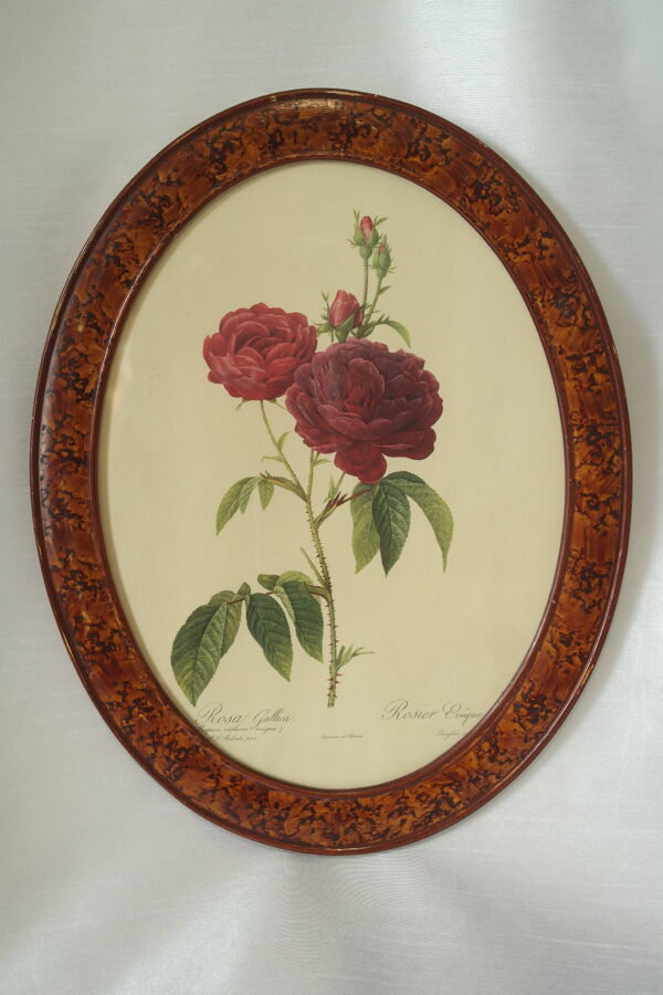 Planche botanique encadrée Rosier vintage