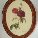 Framed botanical board Vintage rose
