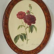 Framed botanical board Vintage rose