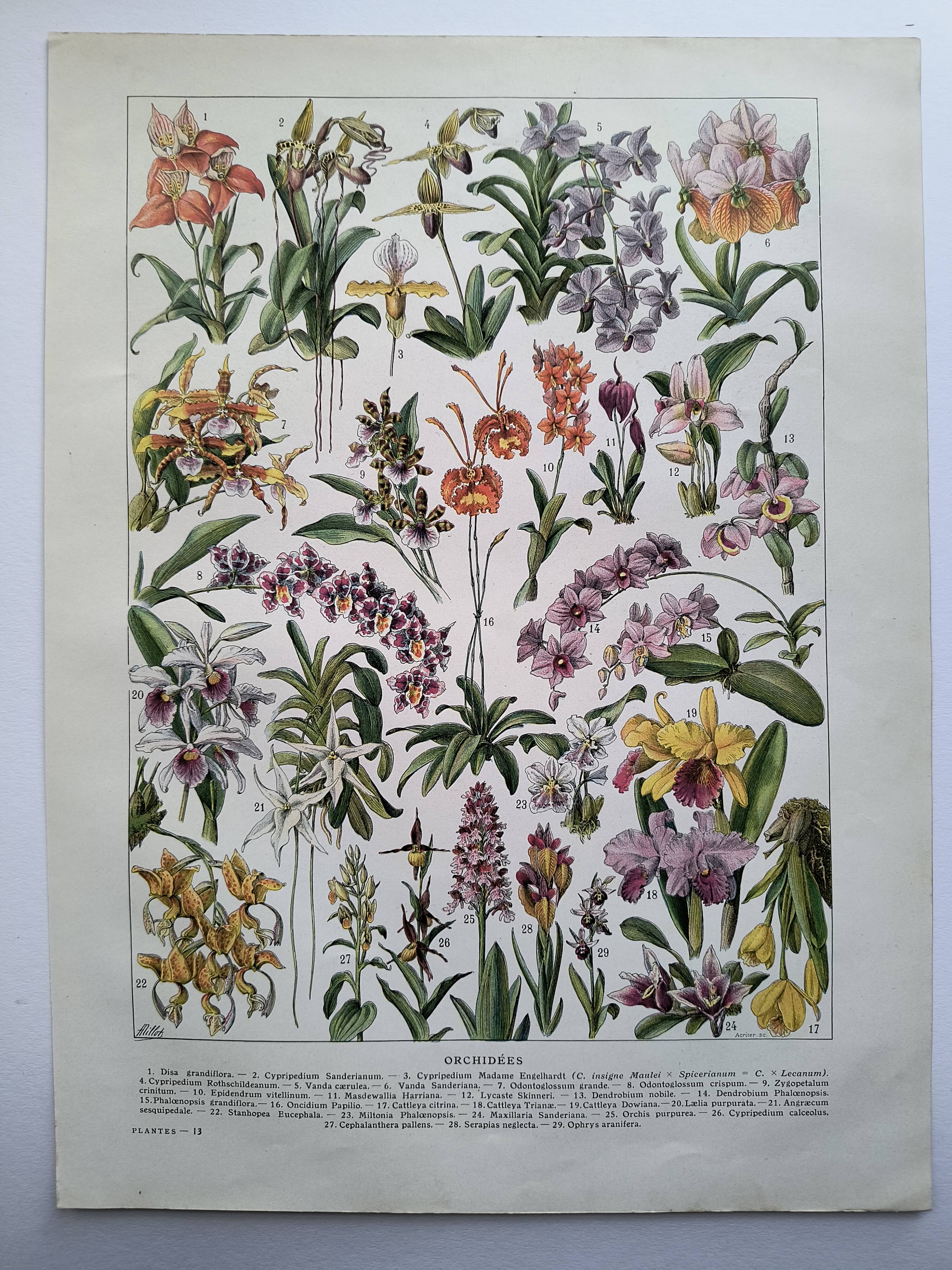 Antique botanical engraving, 1922 - Orchids by A. Millot - flora plate