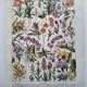 Antique botanical engraving, 1922 - Orchids by A. Millot - flora plate