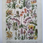 Gravure botanique ancienne  1922 - Orchidées par A.Millot - planche flore