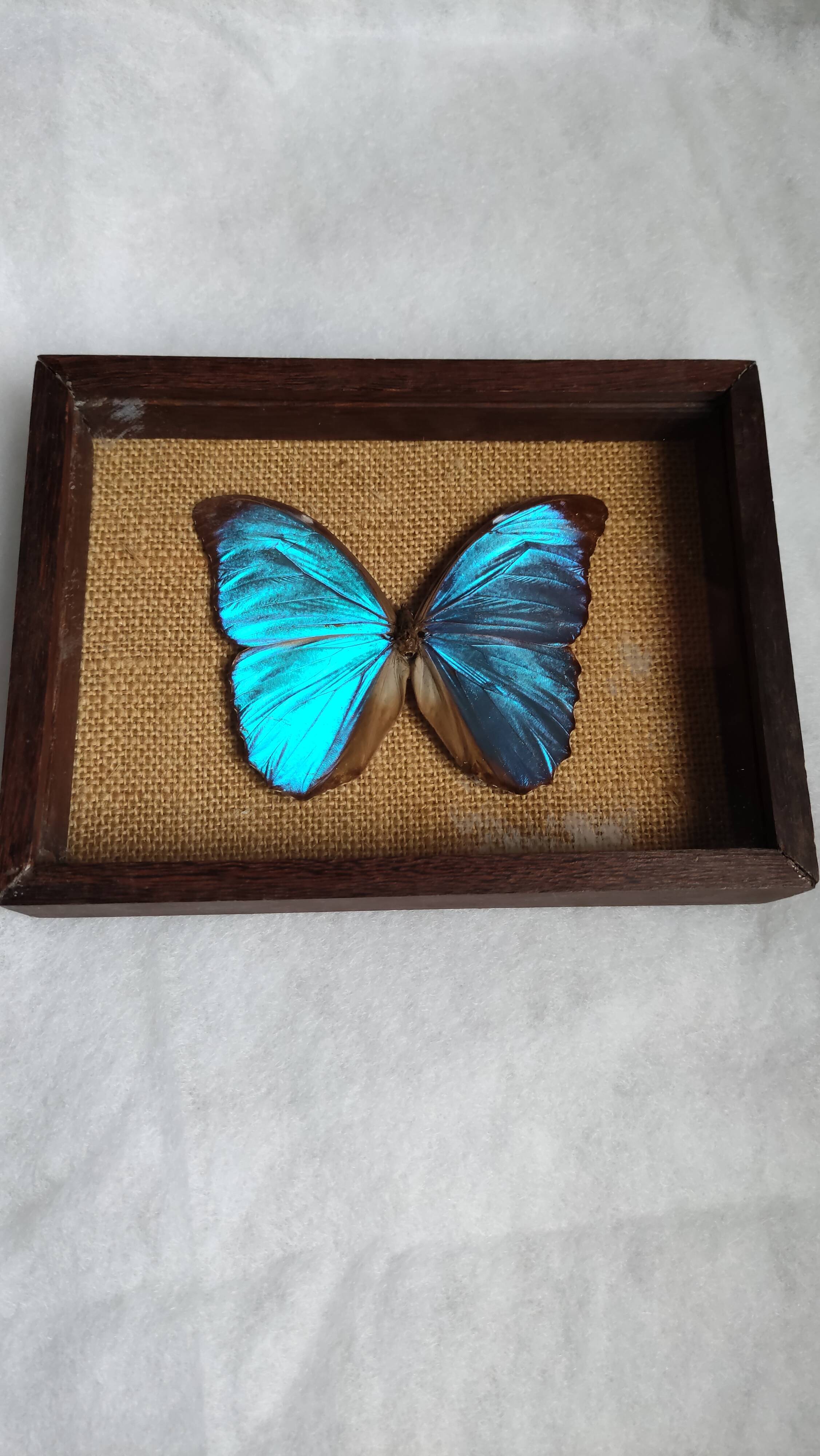 Cadre vintage d'un papillon morpho Ménélous