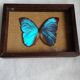 Cadre vintage d'un papillon morpho Ménélous