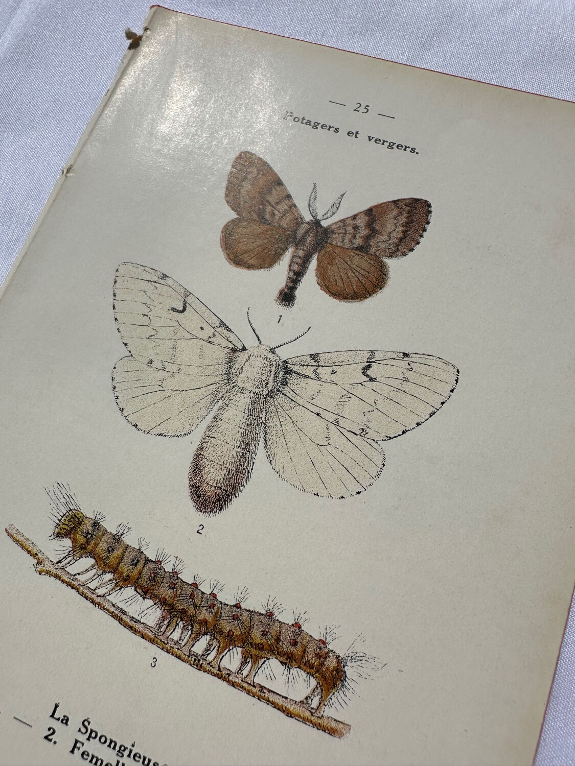 Botanical plate Naturalist engraving old butterfly double-sided