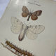 Botanical plate Naturalist engraving old butterfly double-sided