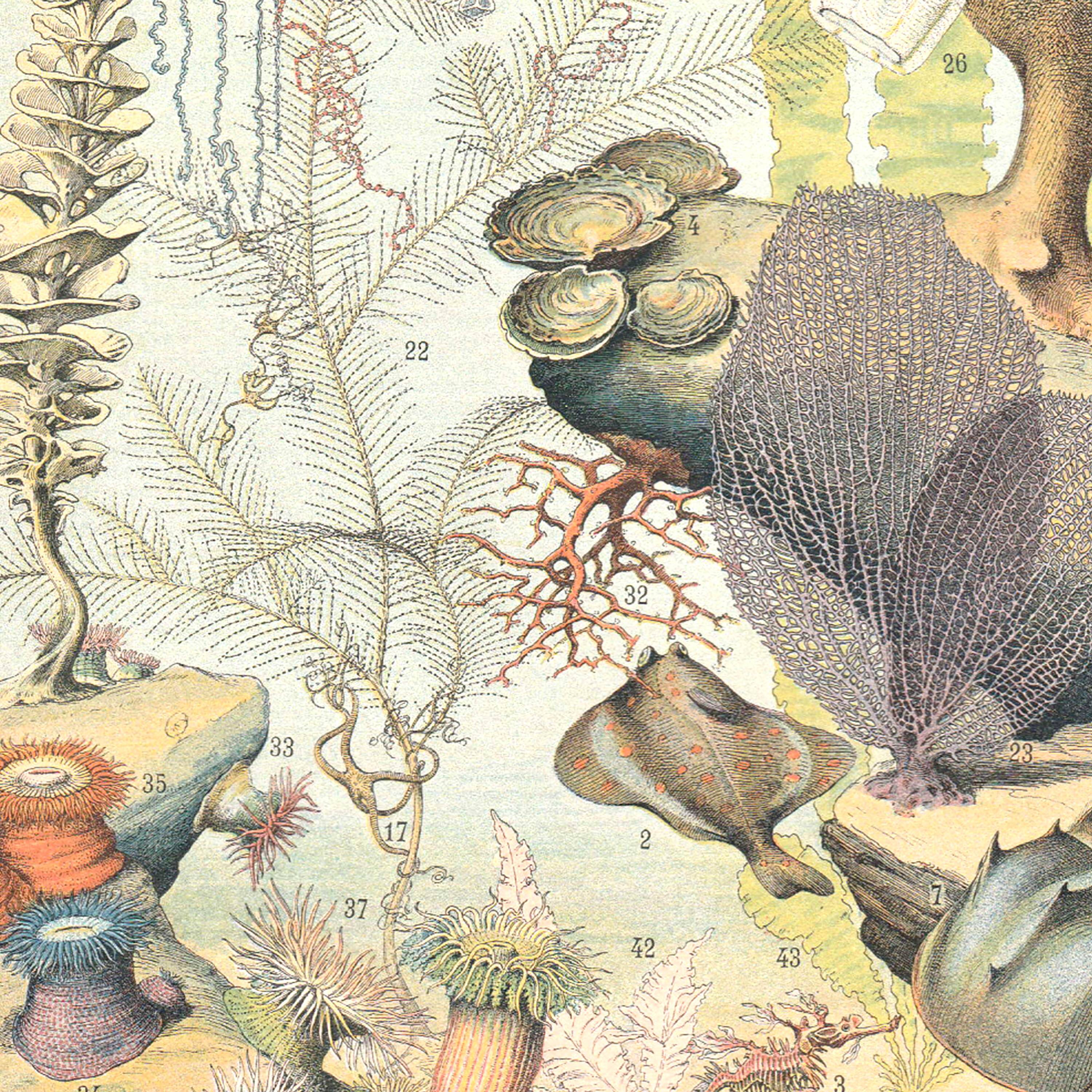 Lithograph plate the ocean its fauna and flora 1900