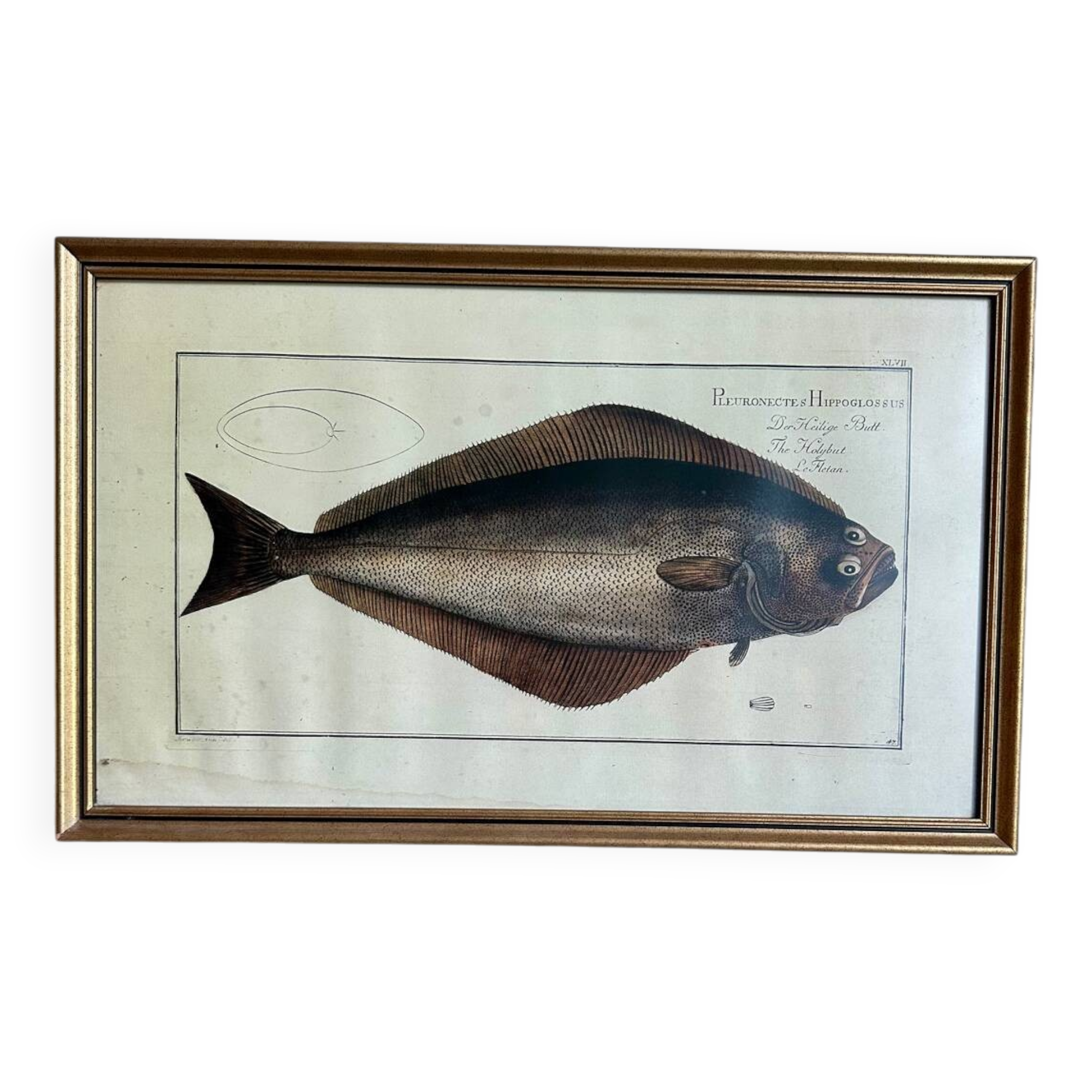 Ancienne lithographie Morubel , le flétan