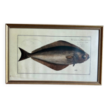 Old lithograph Morubel, the halibut