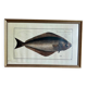 Ancienne lithographie Morubel , le flétan