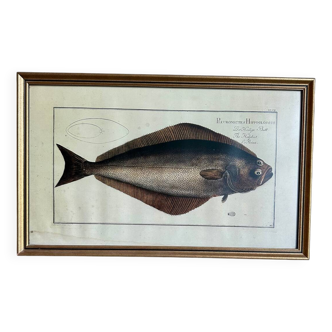 Old lithograph Morubel, the halibut