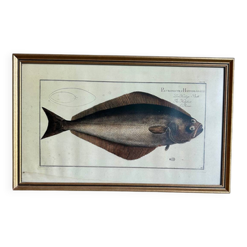 Old lithograph Morubel, the halibut