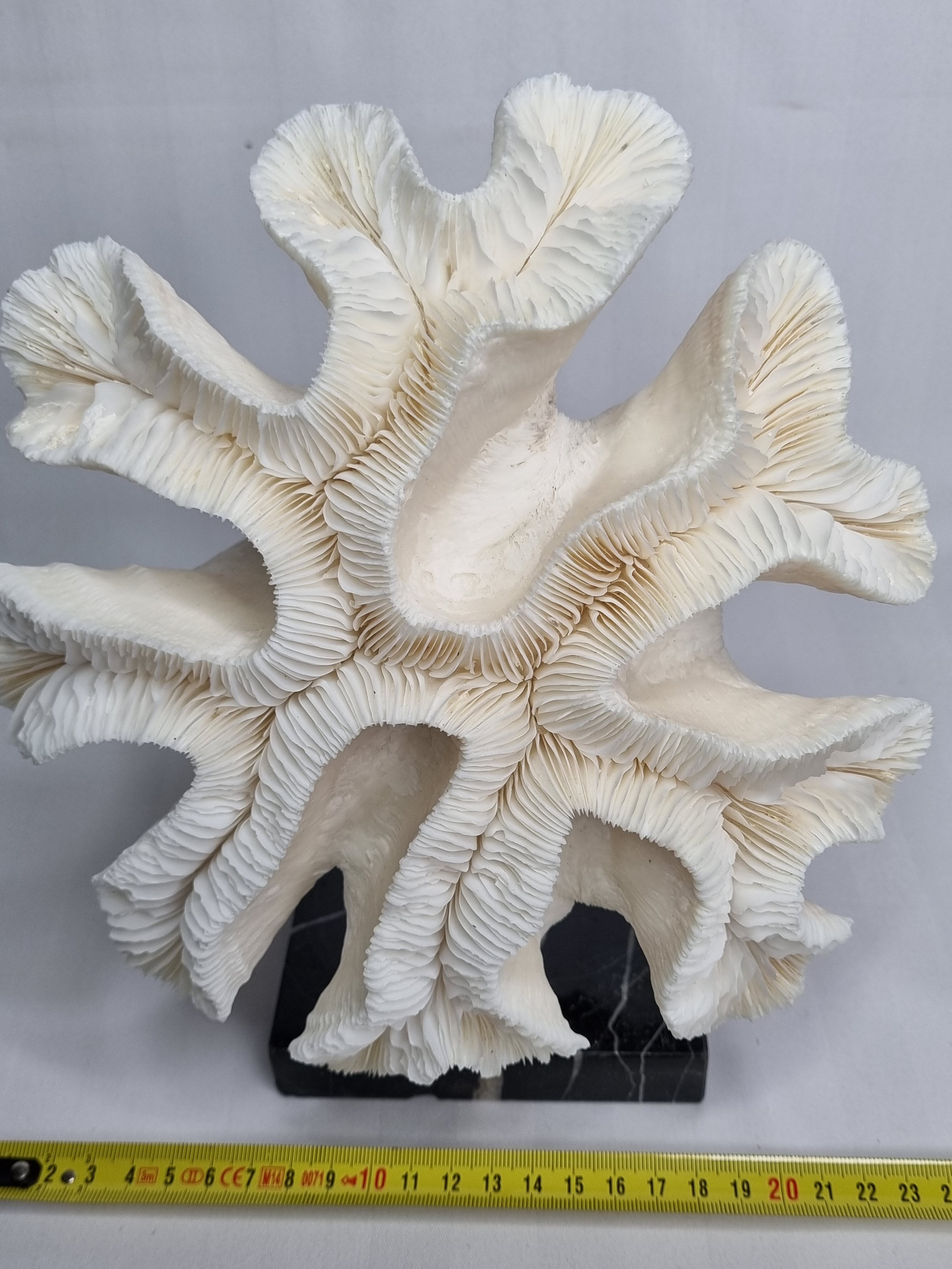 Old white coral "méandrine" on base in veined black marble, 25 cm