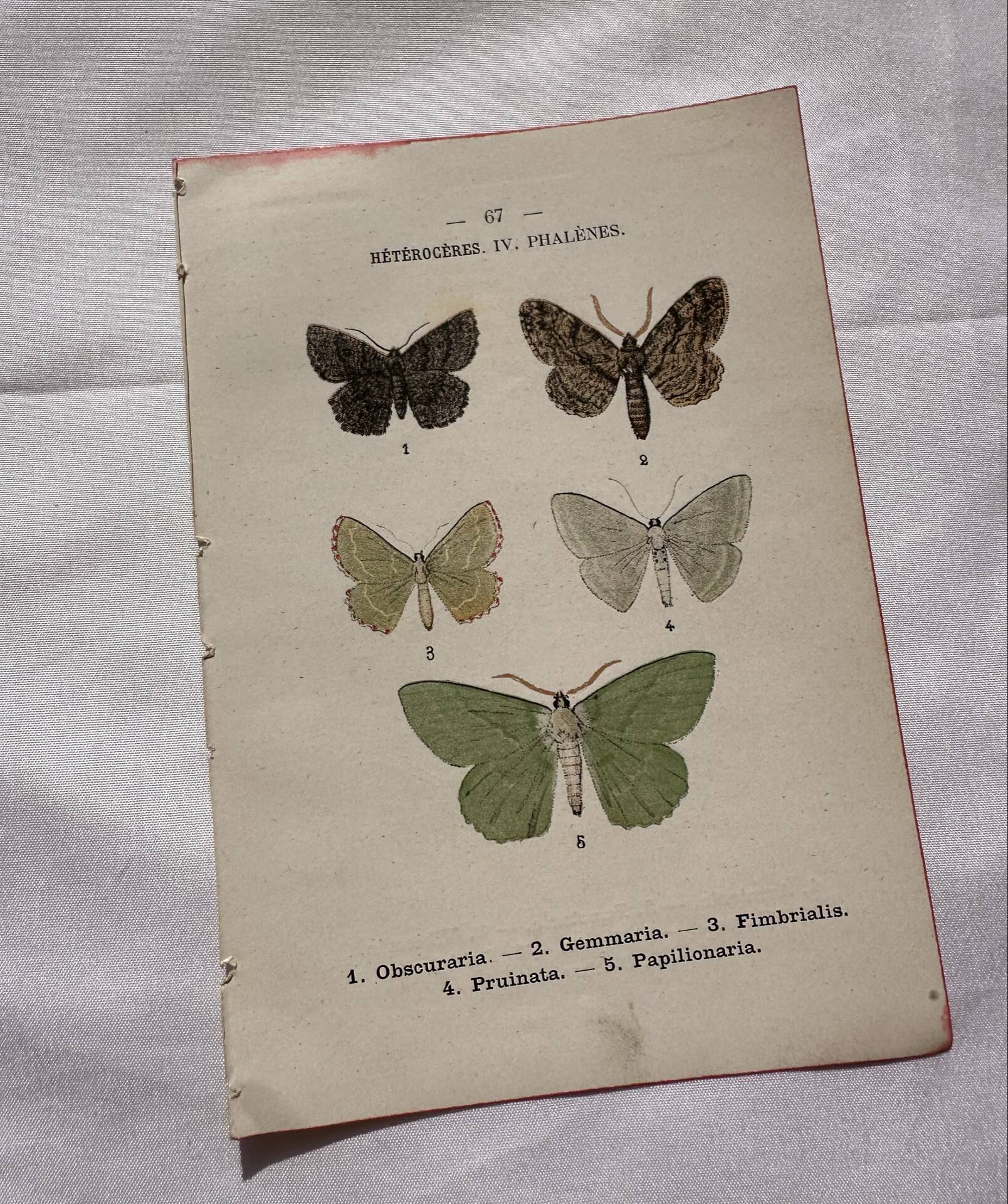 Botanical Plate 1800 Old naturalist engraving 19th century double-sided