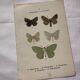Botanical Plate 1800 Old naturalist engraving 19th century double-sided