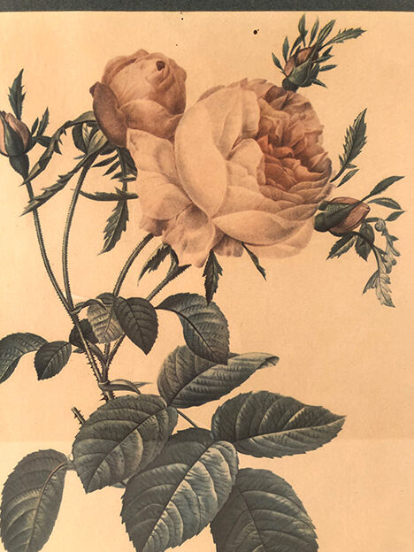 Pair of illustrations framed with roses by PJ Redouté