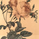 Pair of illustrations framed with roses by PJ Redouté