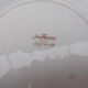 Lot of 8 hollow plates Sarreguemines agreste models
