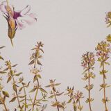Planche botanique Thym