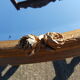 Oval mirror bevelled and Golden