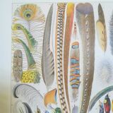Lithograph on feathers from 1928